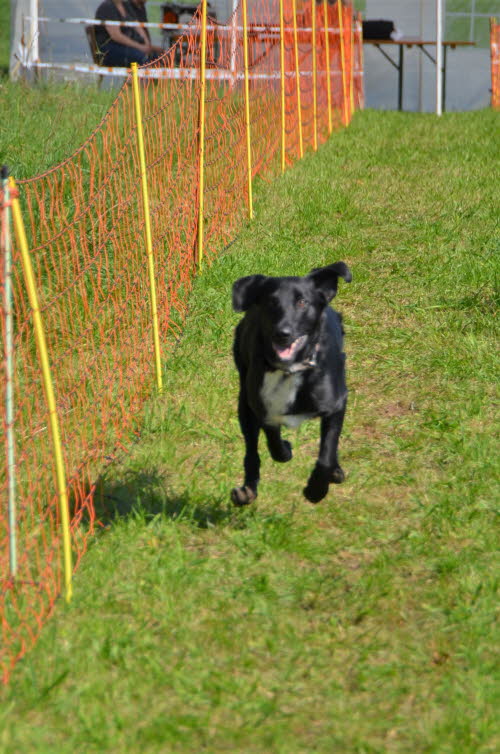 hund15 (47)