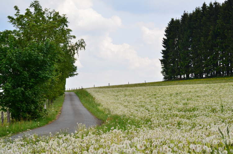 DSC_0036 (2)
