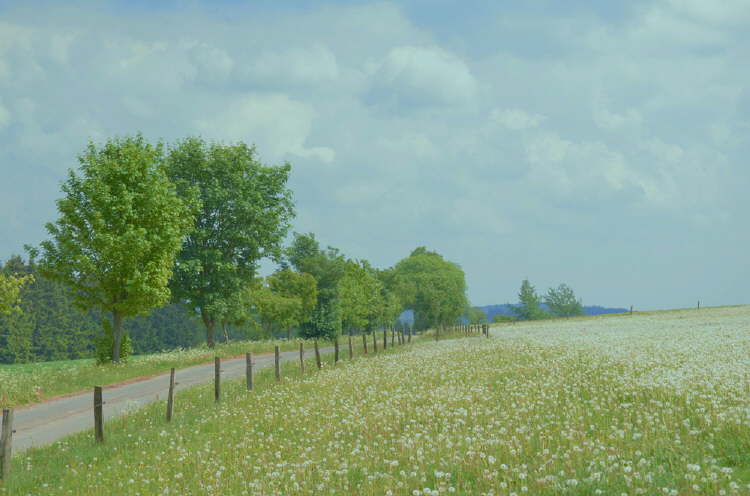 DSC_0045 (2)