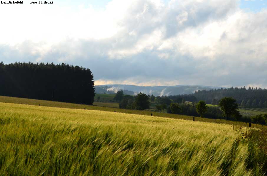 Bei Birkefehl        Foto T.Pilecki